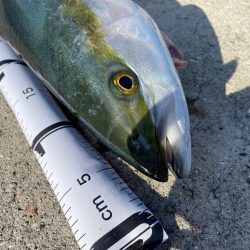 メジロになれなかったハマチ。