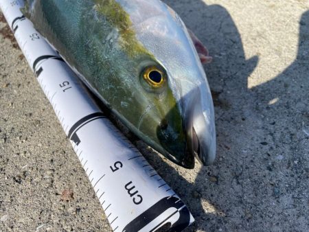 メジロになれなかったハマチ。