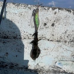 コロッケサイズも交じる！