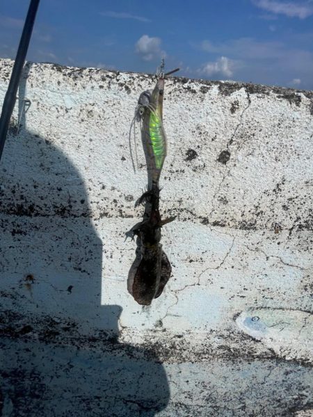 コロッケサイズも交じる！