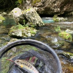 今シーズンラスト渓流 後編