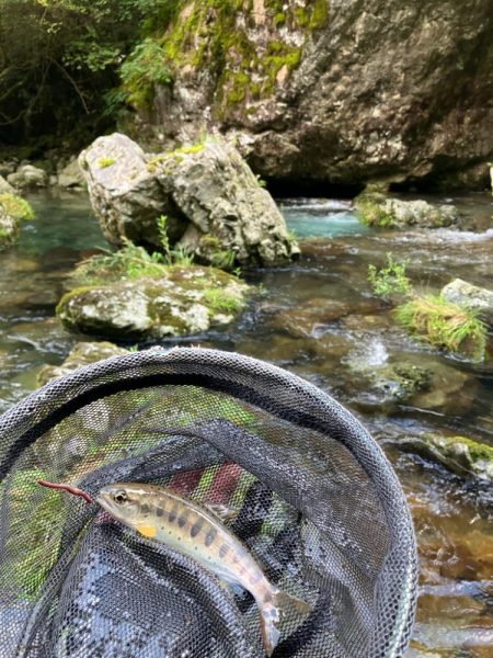 今シーズンラスト渓流 後編