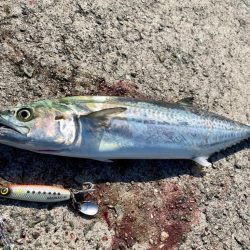 サゴシとハマチ