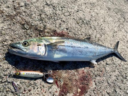 サゴシとハマチ