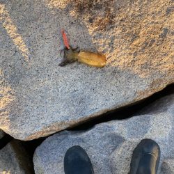 親子で新子調査