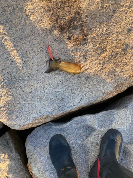 親子で新子調査