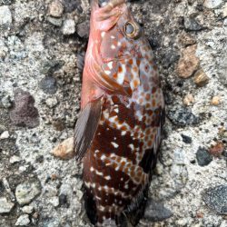 エギング、ロックフィッシュ釣行