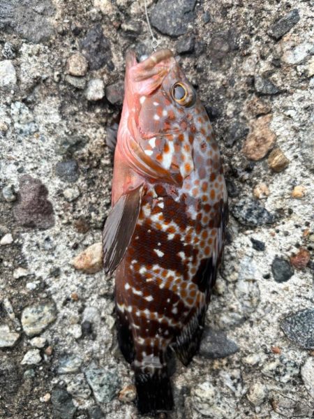 エギング、ロックフィッシュ釣行