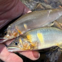 鮎釣り