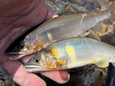 鮎釣り