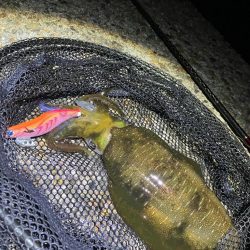 秋🦑数釣り😆