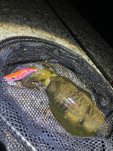 秋🦑数釣り😆