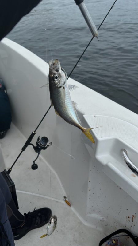 サワラ/ブレードジギング