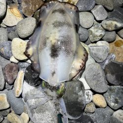 アオリイカ釣行