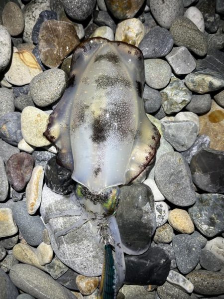 アオリイカ釣行