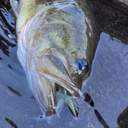 ダブルネックスマンカイフィッシュ！