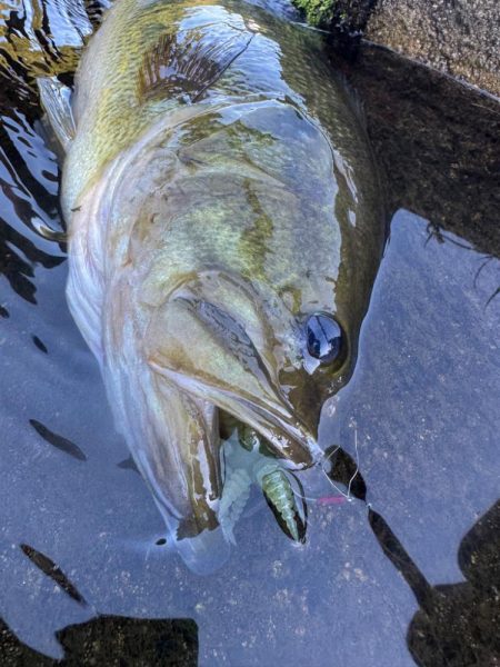 ダブルネックスマンカイフィッシュ！