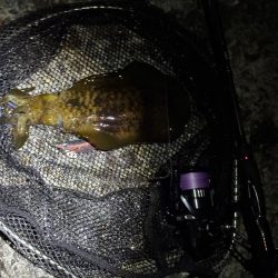 大阪秋エギング最盛期