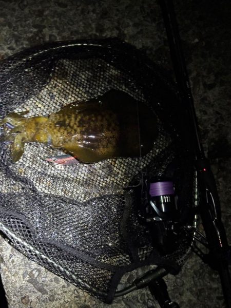 大阪秋エギング最盛期