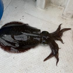 またまたアオリイカ釣りに