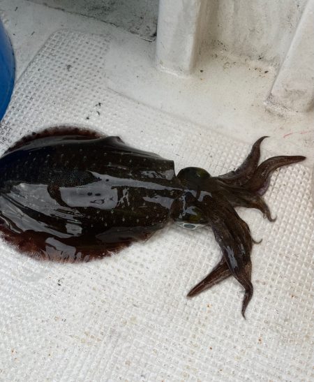 またまたアオリイカ釣りに