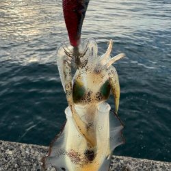 廃盤カラーロスト…