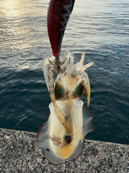 廃盤カラーロスト…