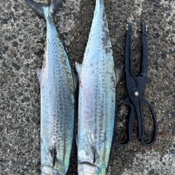 サゴシシーズン 4