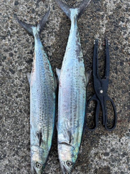 サゴシシーズン 4