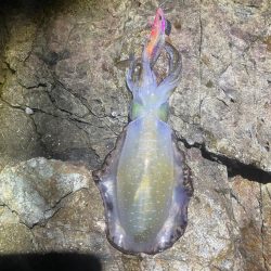 2025 佐渡ヶ島エギング Vol.8【9月12日】