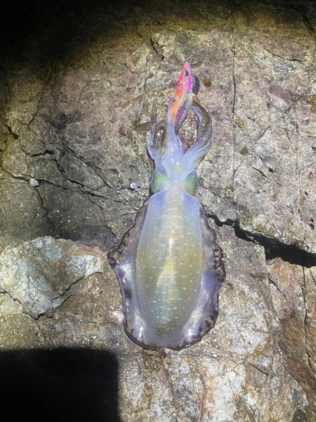 2025 佐渡ヶ島エギング Vol.8【9月12日】