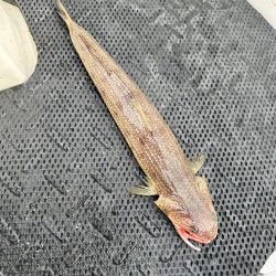 意外にも初のホウボウ