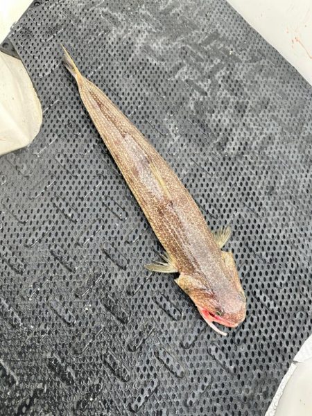 意外にも初のホウボウ