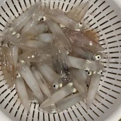 例年になく育ちの良いヒイカ!!