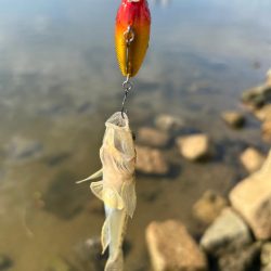 やっぱりハゼクラ！