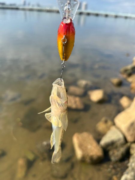 やっぱりハゼクラ！