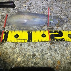 秋🦑釣り楽しい😊