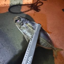 エギンガー満員御礼