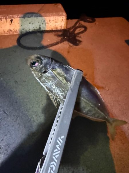 エギンガー満員御礼