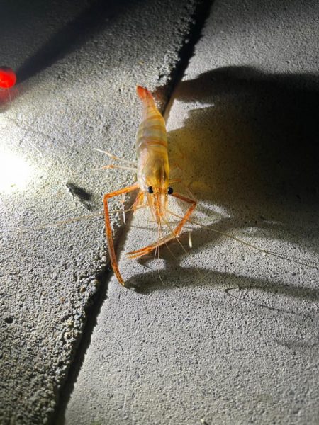 ハマりつつあるテナガエビ