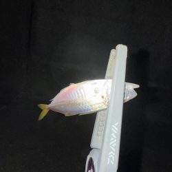 連日連夜アジング