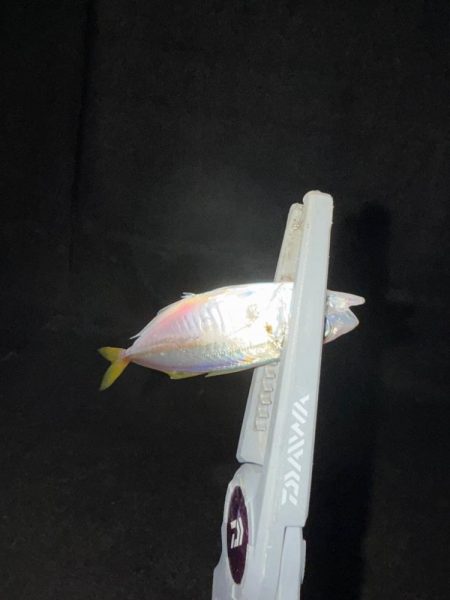 連日連夜アジング