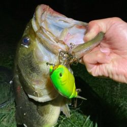 タイニークラッシュでキタ！