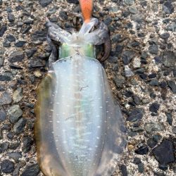 イカも休日と思いたいが…