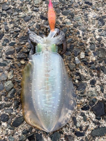 イカも休日と思いたいが…