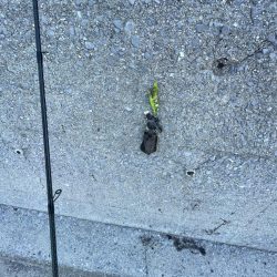 そこそこサイズ