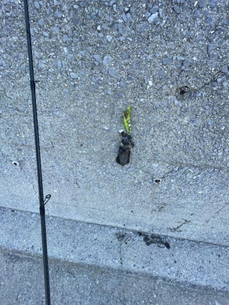 そこそこサイズ