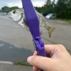 朝マヅメキスゲーム