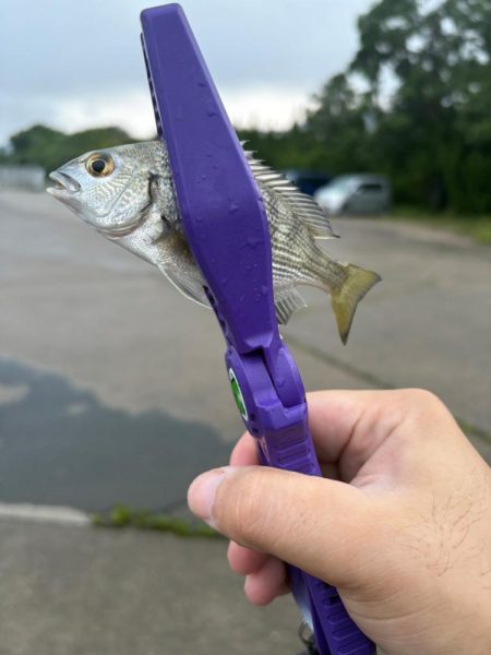 朝マヅメキスゲーム