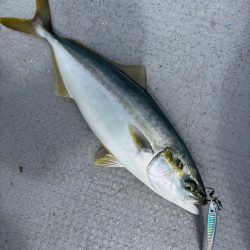 サゴシ祭りからの〜